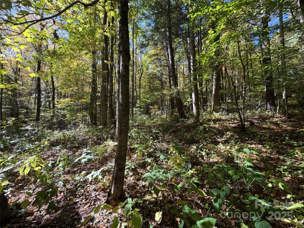 12 Laurel Branch Drive Black Mountain, NC 28711