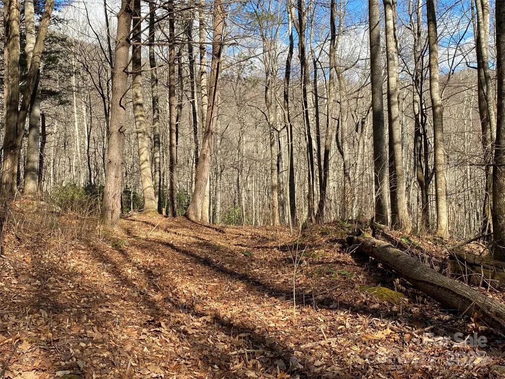 12 Laurel Branch Drive Black Mountain, NC 28711