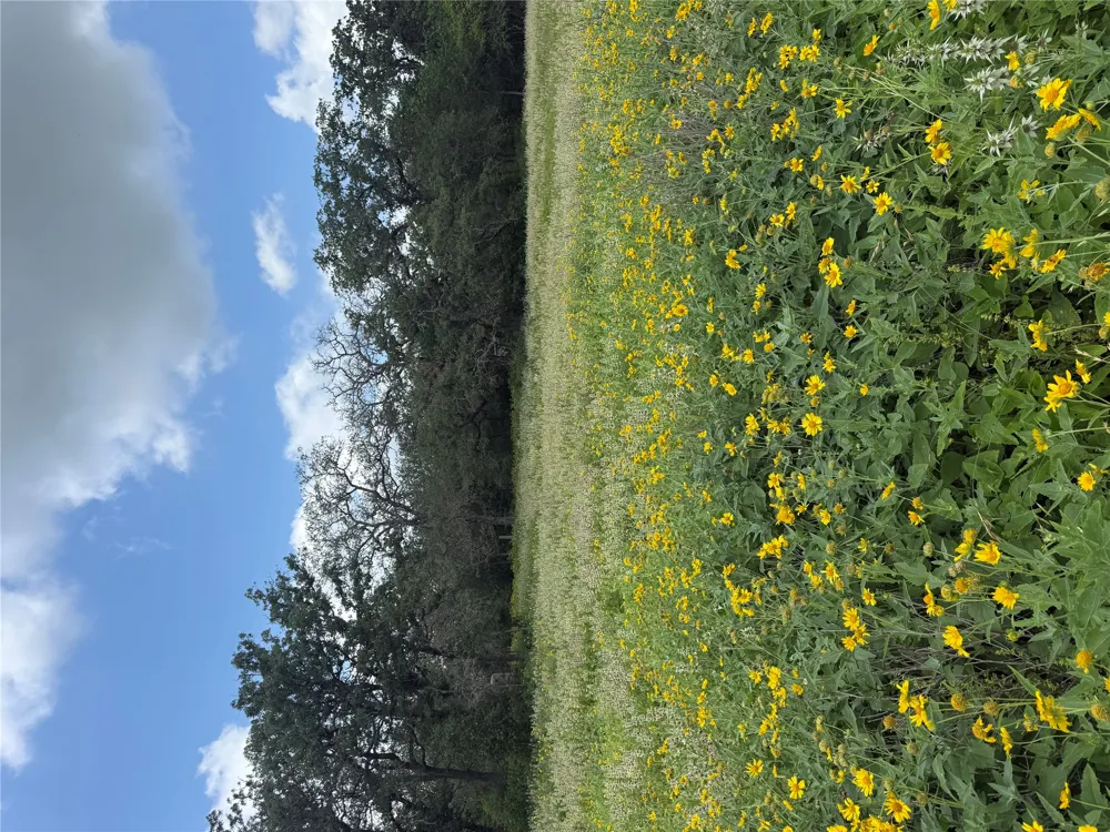 2135 Mule Creek Road Harwood, TX 78632