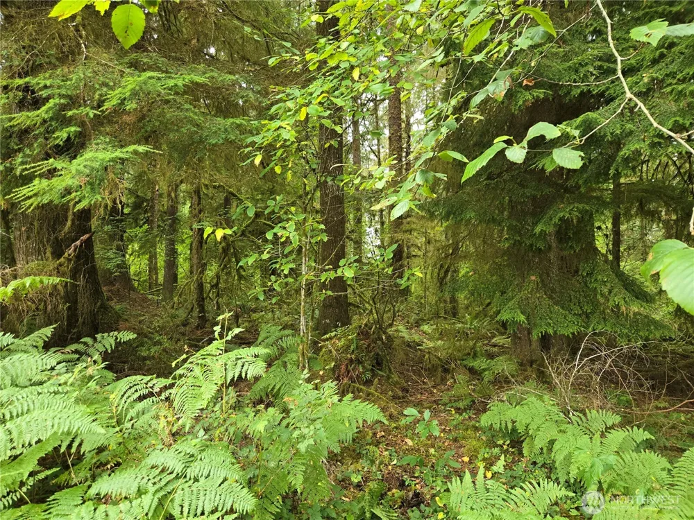 0 Lund Road Cosmopolis, WA 98537