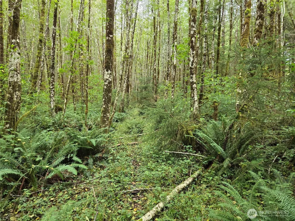 0 Lund Road Cosmopolis, WA 98537