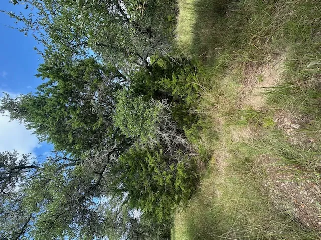 4 Royal Eagle Drive Fischer, TX 78623