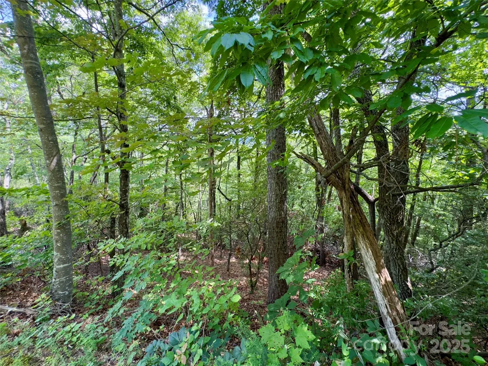 94 Galax Drive #T-44 Black Mountain, NC 28711