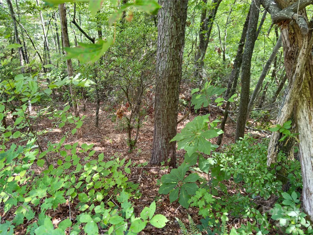 94 Galax Drive #T-44 Black Mountain, NC 28711