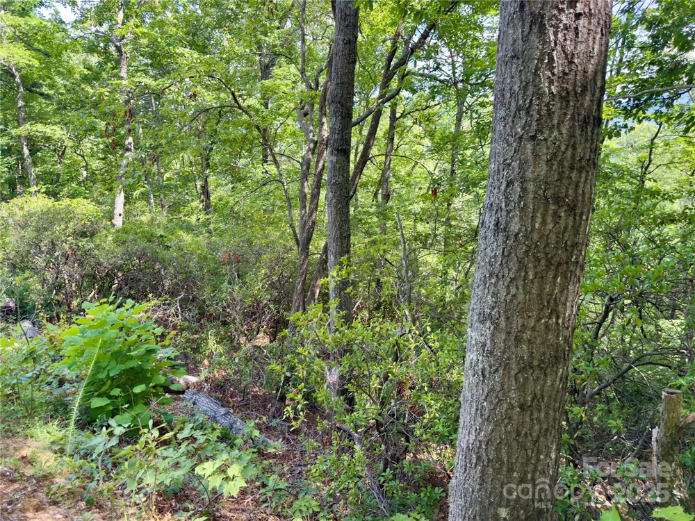 94 Galax Drive #T-44 Black Mountain, NC 28711