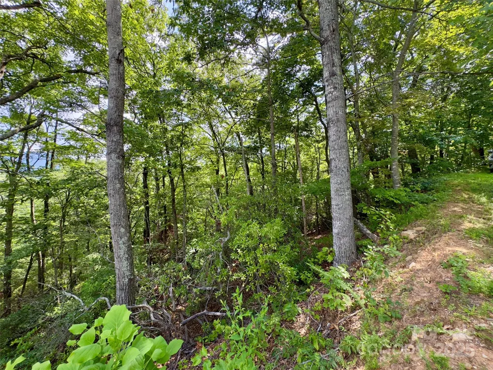 94 Galax Drive #T-44 Black Mountain, NC 28711