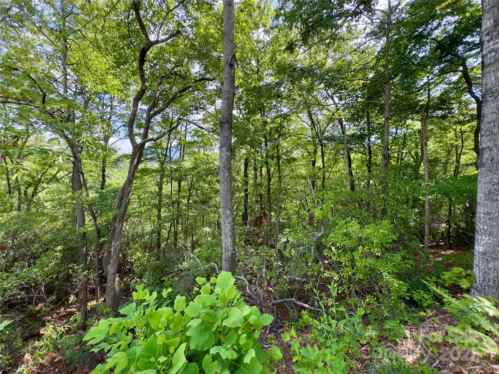 94 Galax Drive #T-44 Black Mountain, NC 28711