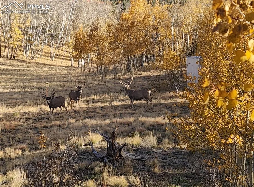 2387 Buffalo Ridge Road Como, CO 80432