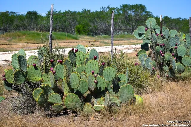 LOT 24 County Road 2500 Bigfoot, TX 78005