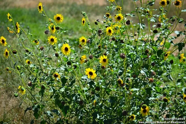 LOT 24 County Road 2500 Bigfoot, TX 78005