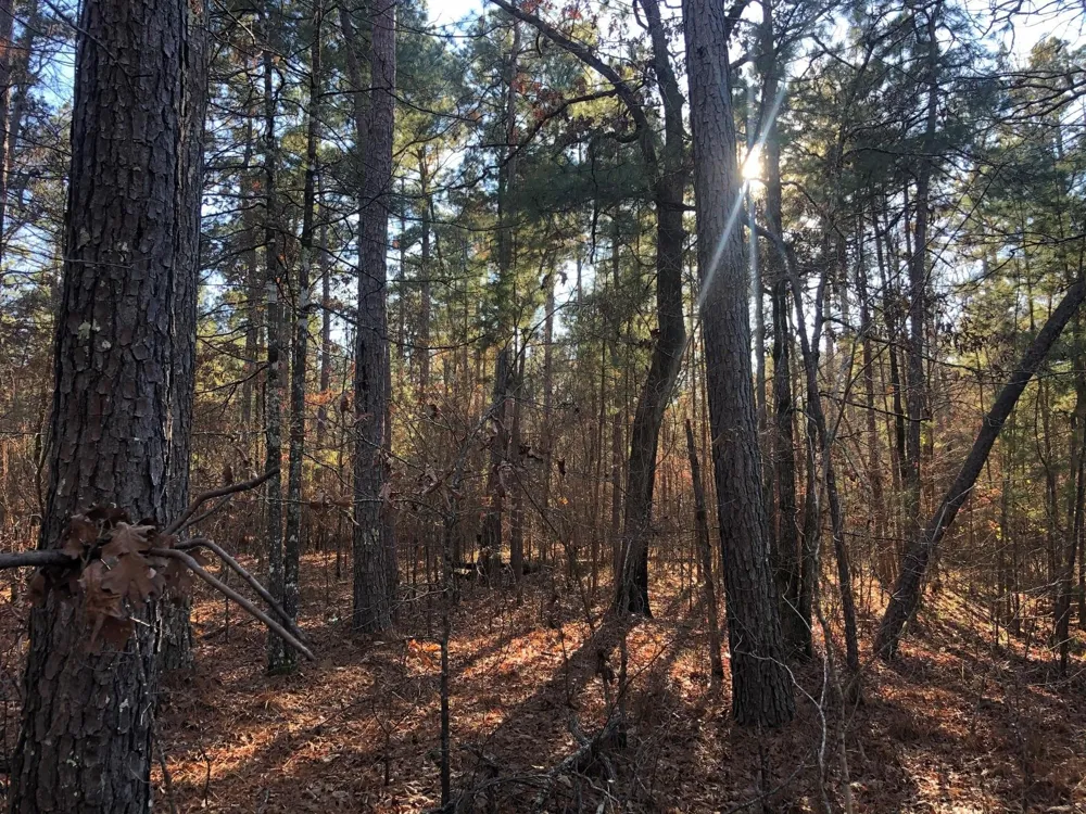 Highway 160 Plain Dealing, LA 71064