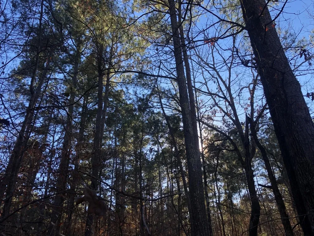 Highway 160 Plain Dealing, LA 71064