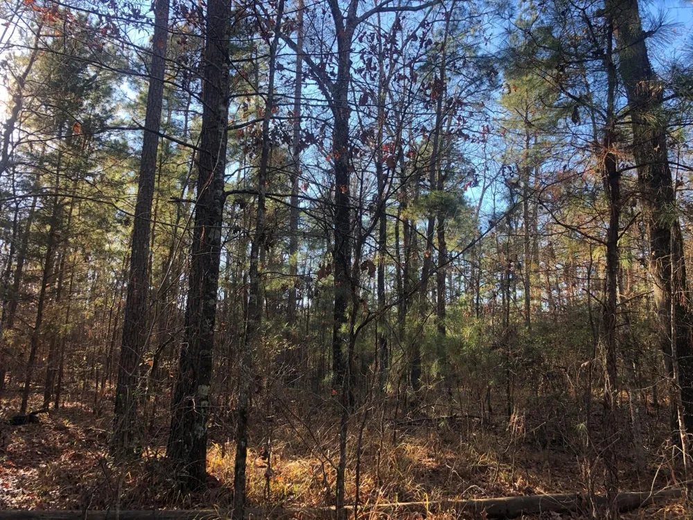 Highway 160 Plain Dealing, LA 71064