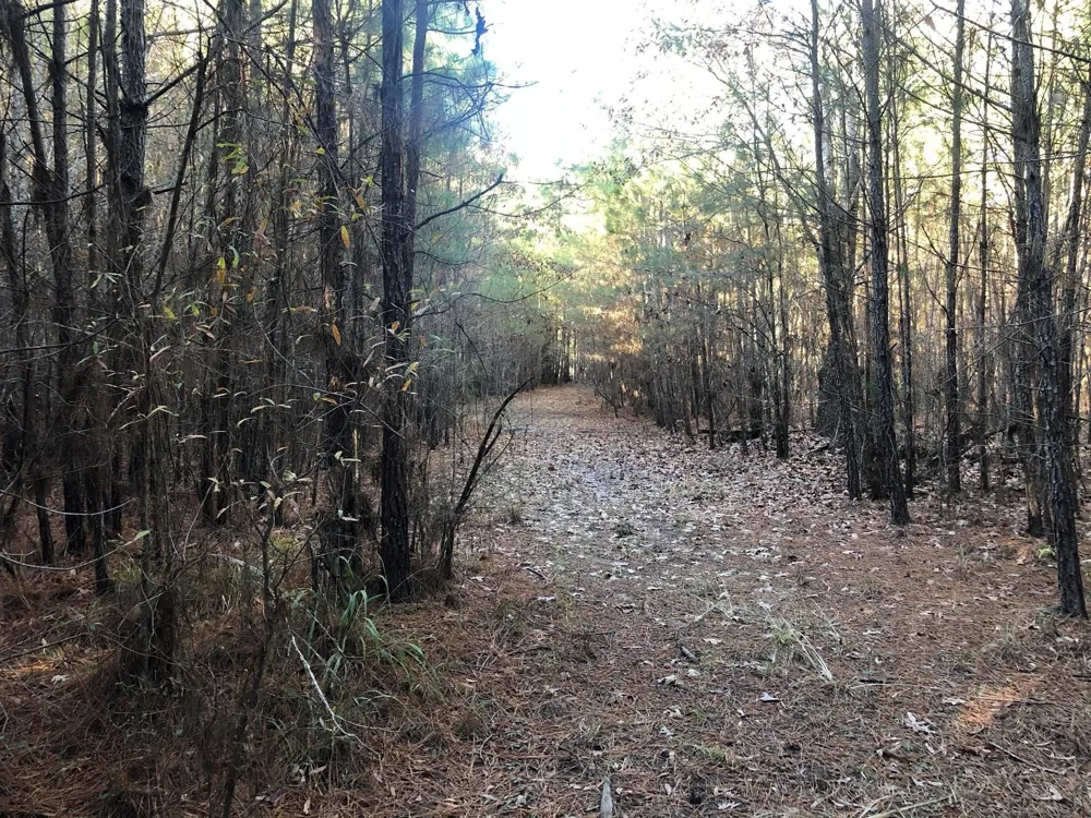 Highway 160 Plain Dealing, LA 71064