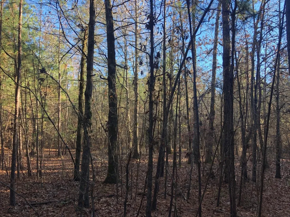 Highway 160 Plain Dealing, LA 71064