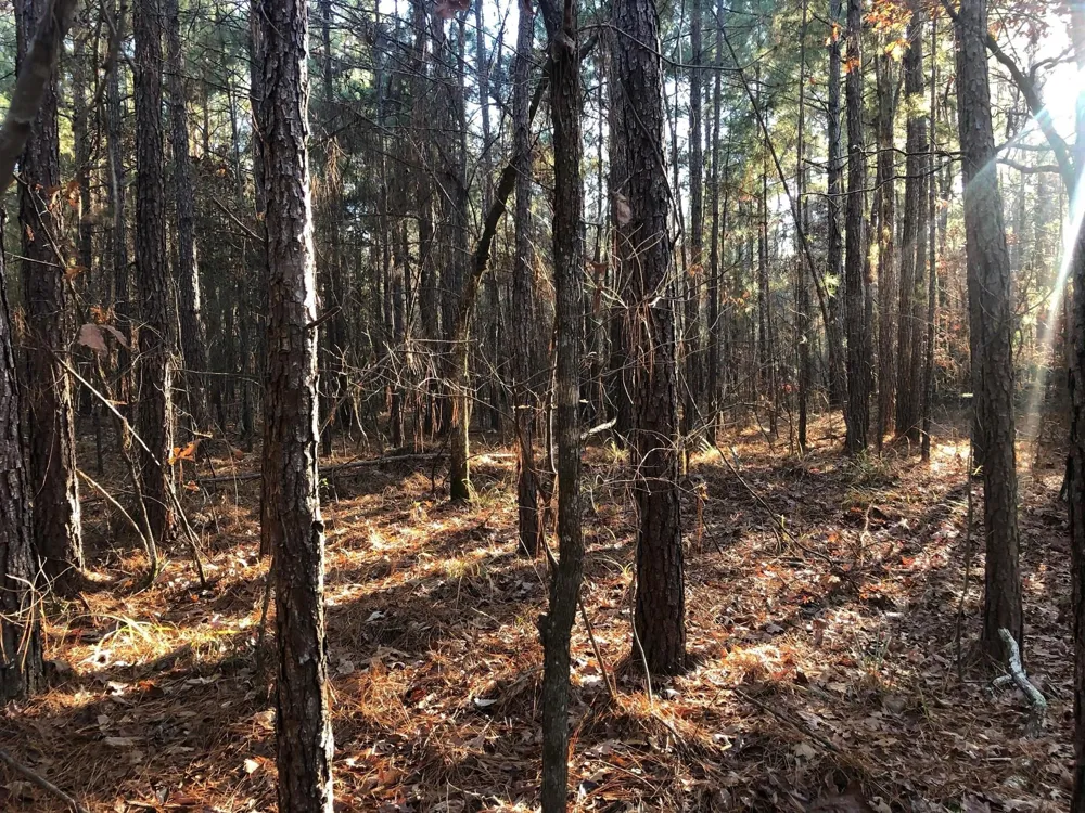 Highway 160 Plain Dealing, LA 71064