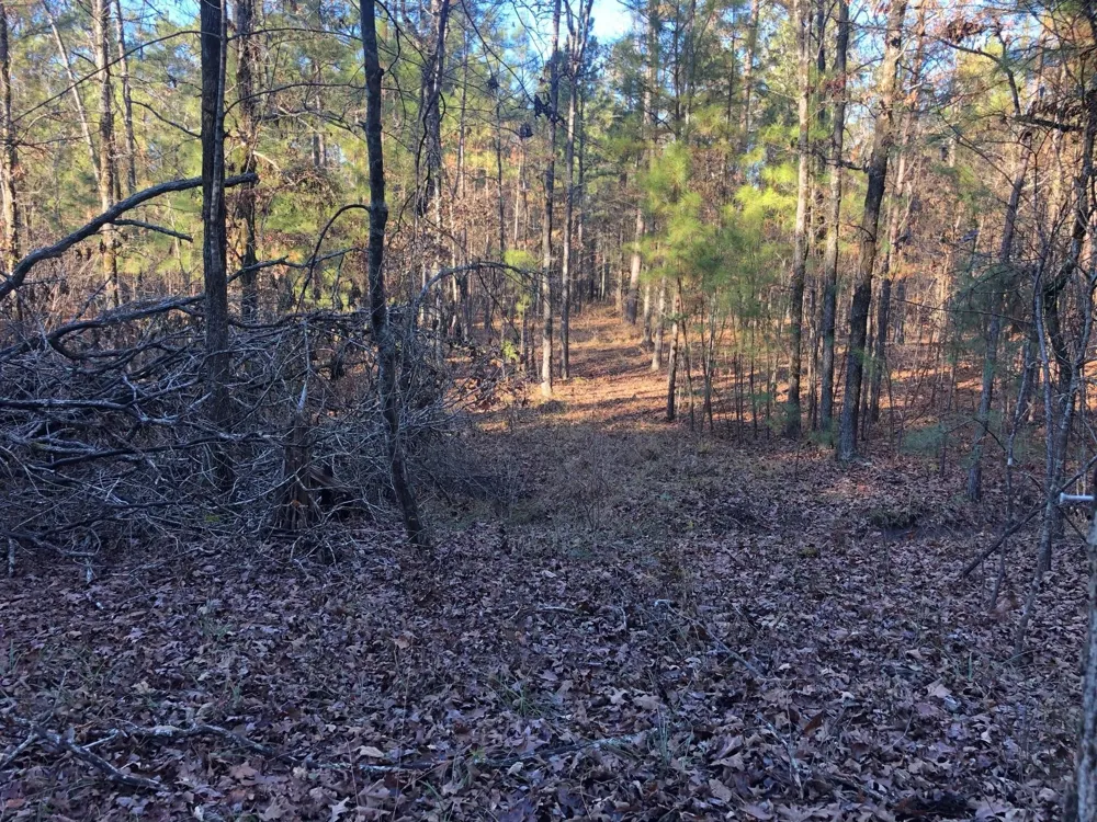 Highway 160 Plain Dealing, LA 71064
