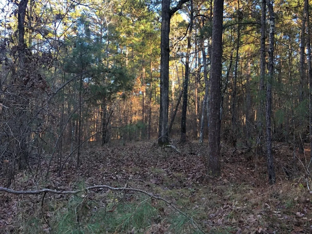 Highway 160 Plain Dealing, LA 71064