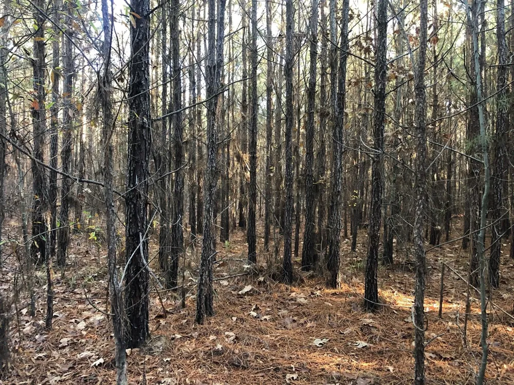 Highway 160 Plain Dealing, LA 71064