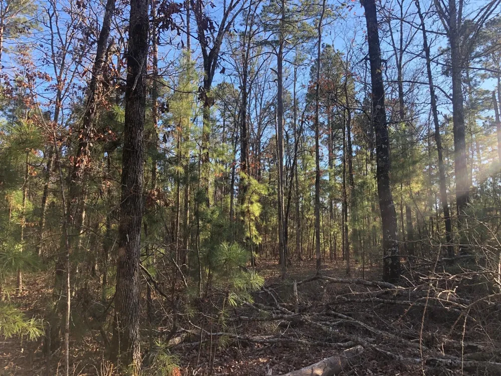 Highway 160 Plain Dealing, LA 71064