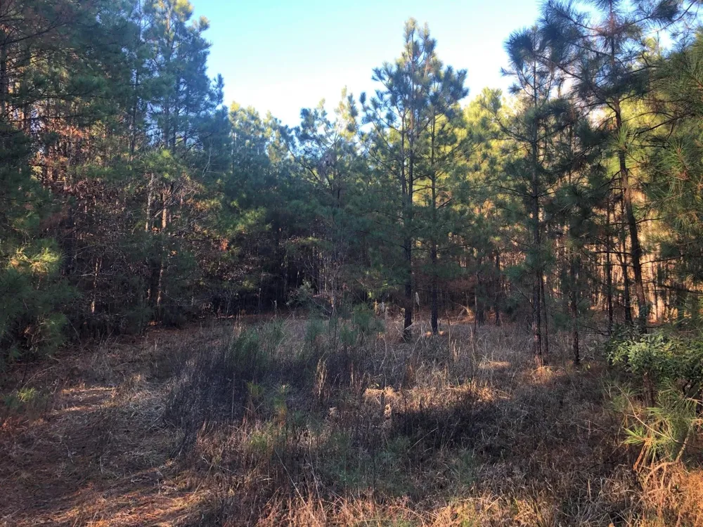 Highway 160 Plain Dealing, LA 71064