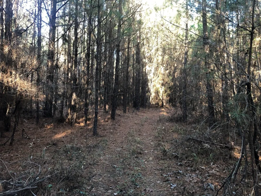 Highway 160 Plain Dealing, LA 71064