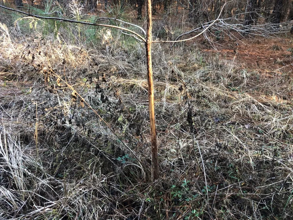 Highway 160 Plain Dealing, LA 71064