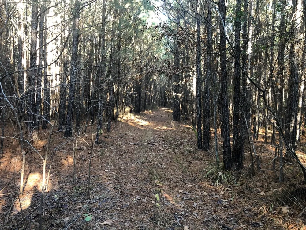 Highway 160 Plain Dealing, LA 71064