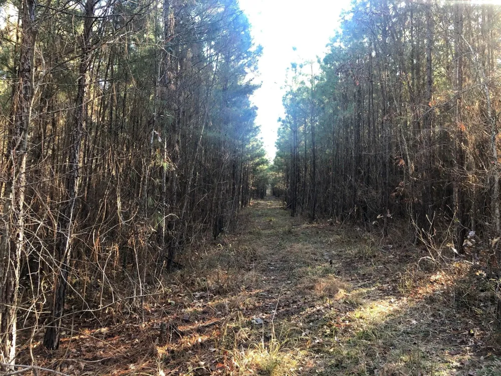 Highway 160 Plain Dealing, LA 71064