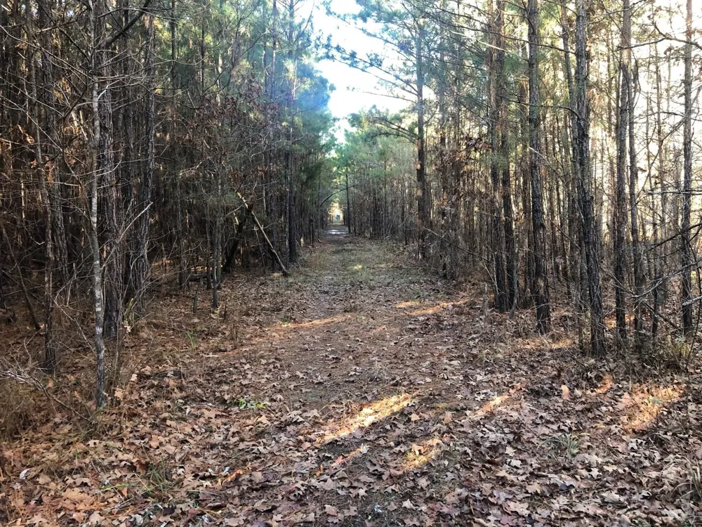 Highway 160 Plain Dealing, LA 71064