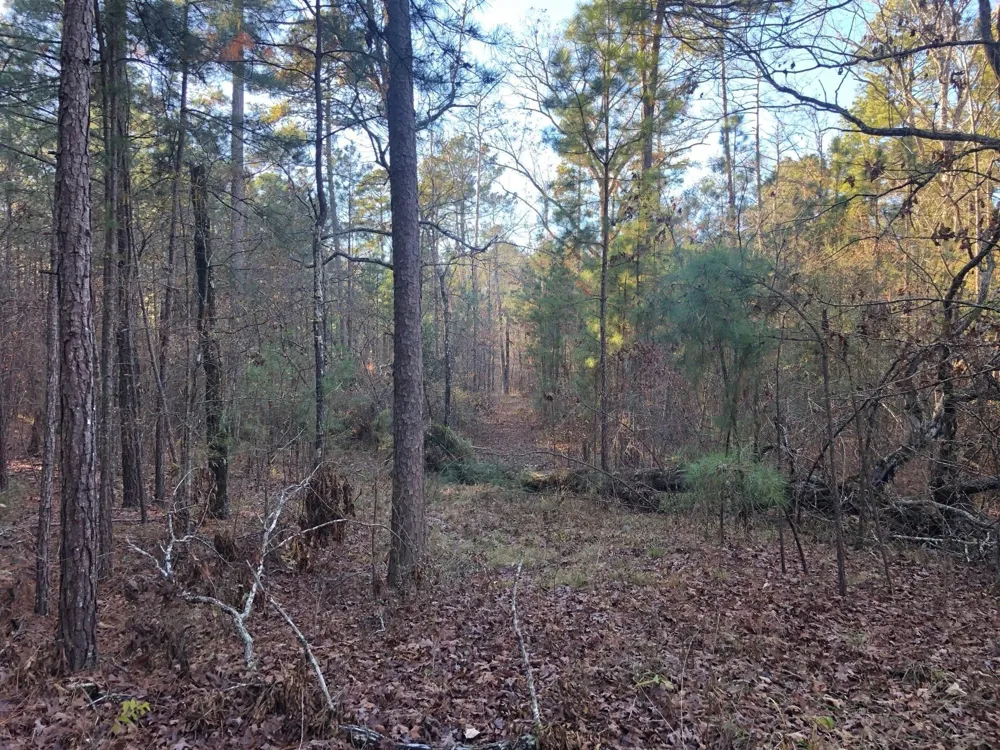 Highway 160 Plain Dealing, LA 71064