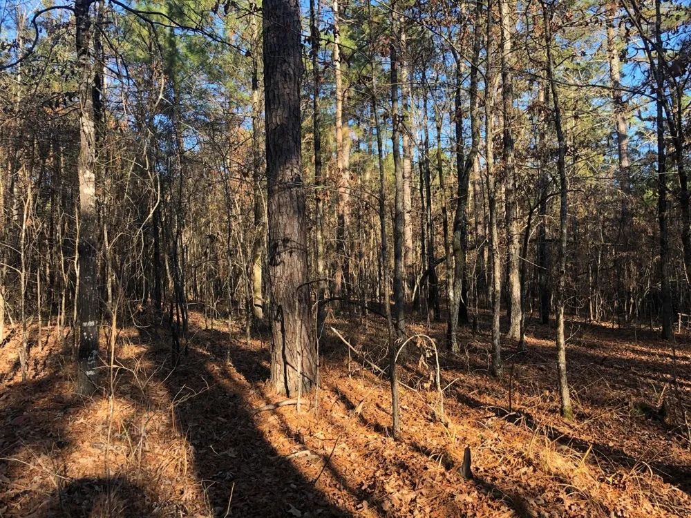 Highway 160 Plain Dealing, LA 71064