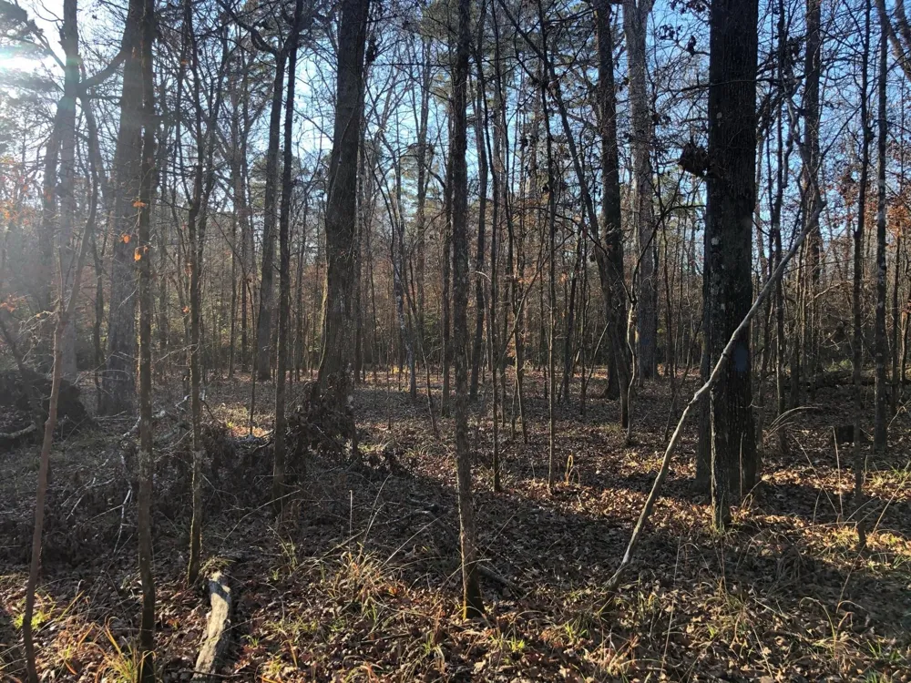 Highway 160 Plain Dealing, LA 71064