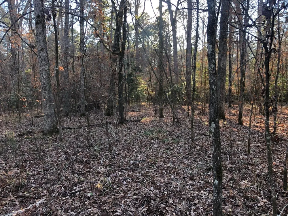 Highway 160 Plain Dealing, LA 71064