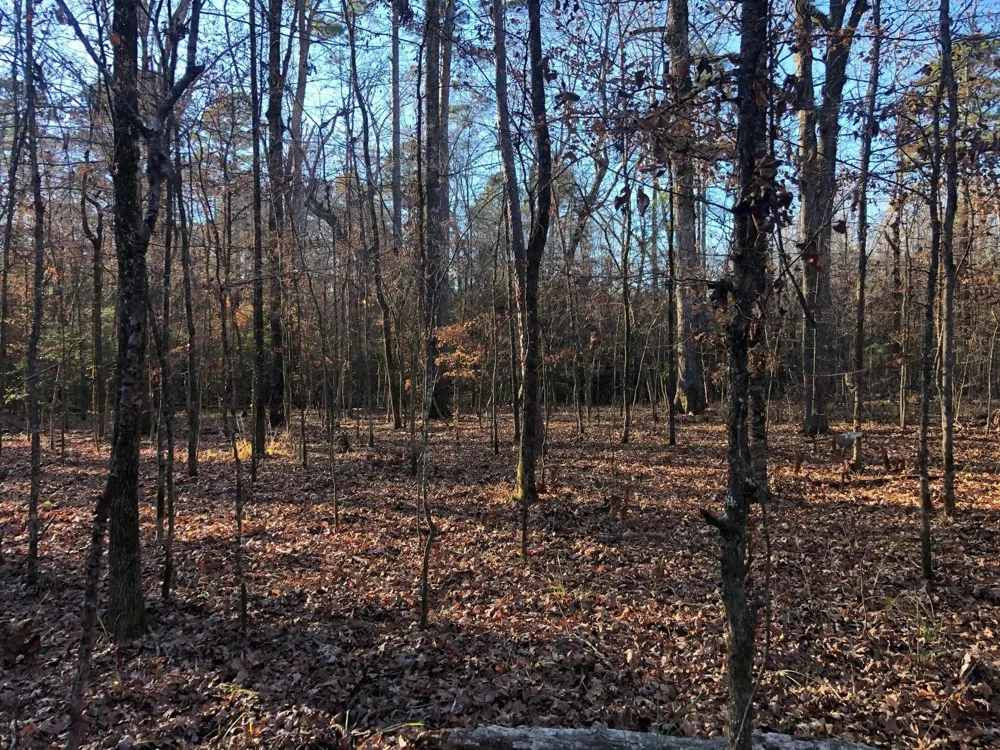 Highway 160 Plain Dealing, LA 71064