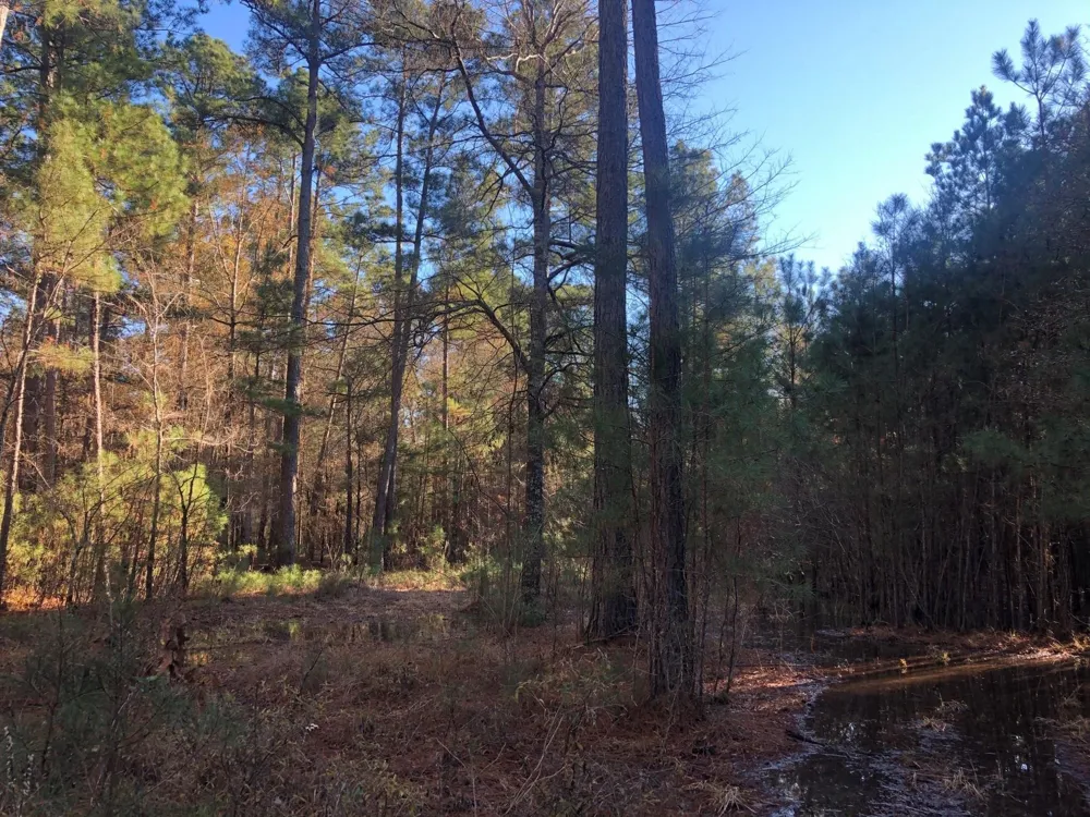 Highway 160 Plain Dealing, LA 71064