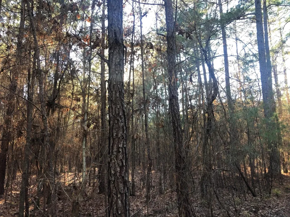 Highway 160 Plain Dealing, LA 71064