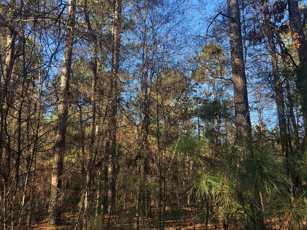Highway 160 Plain Dealing, LA 71064