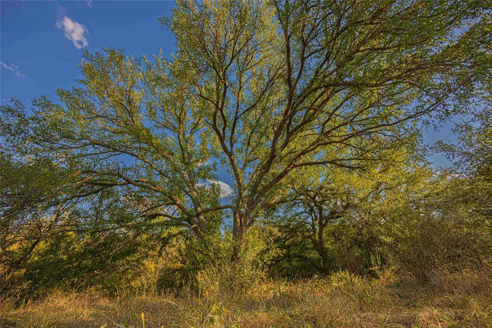 10579 PRIVATE ROAD 3151 Moran, TX 76464