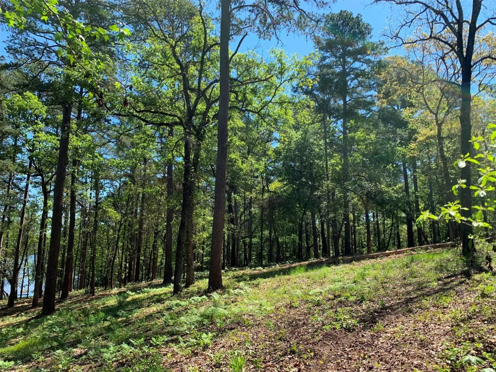 Fm 3506 Chandler, TX 75758
