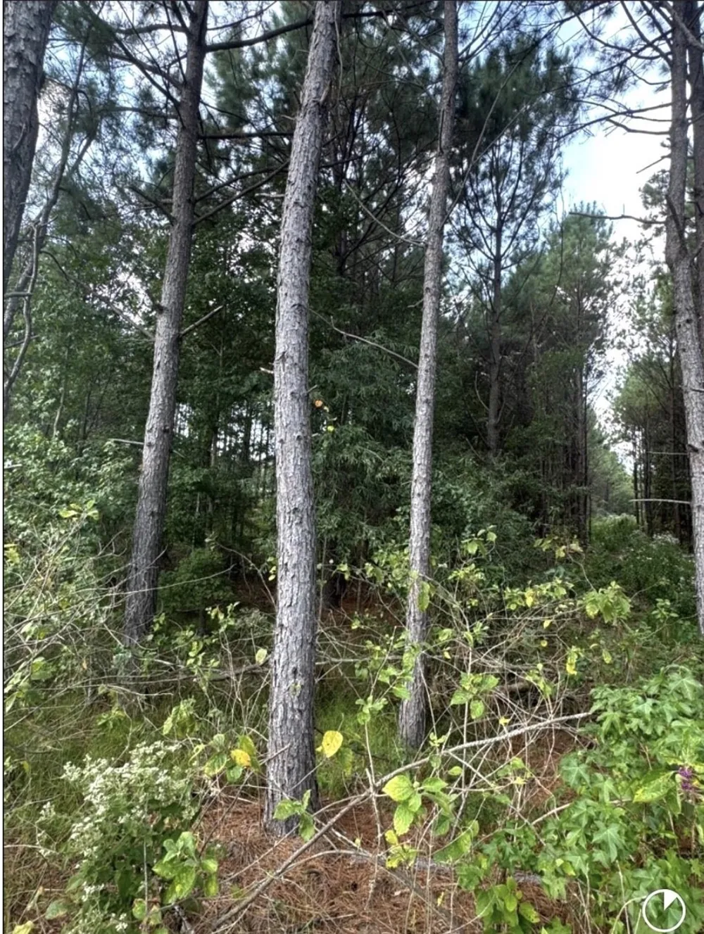 County Road 1582 Avinger, TX 75630