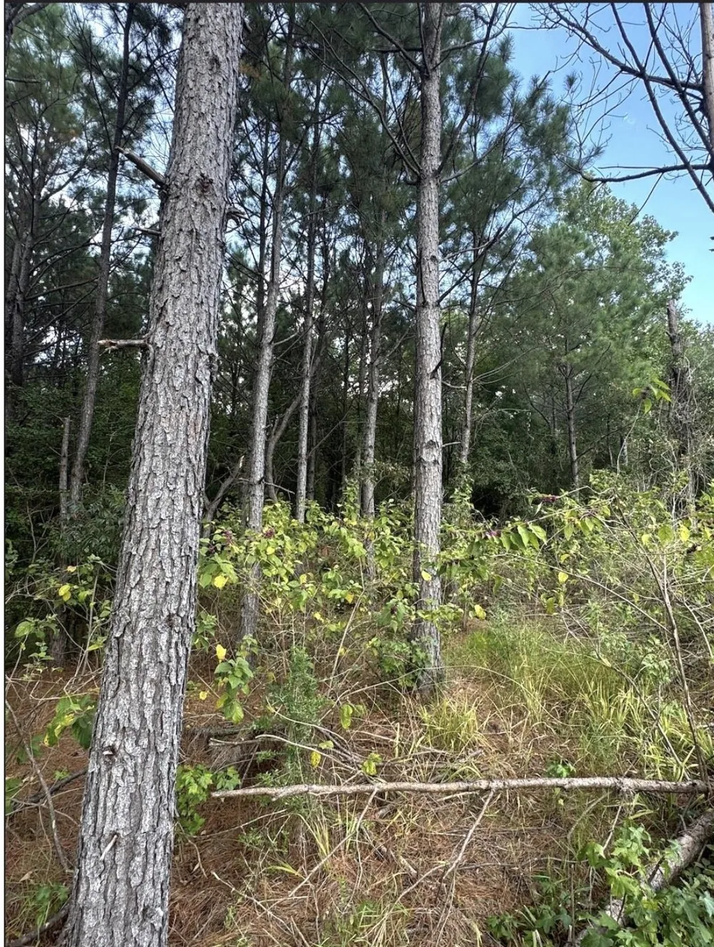 County Road 1582 Avinger, TX 75630
