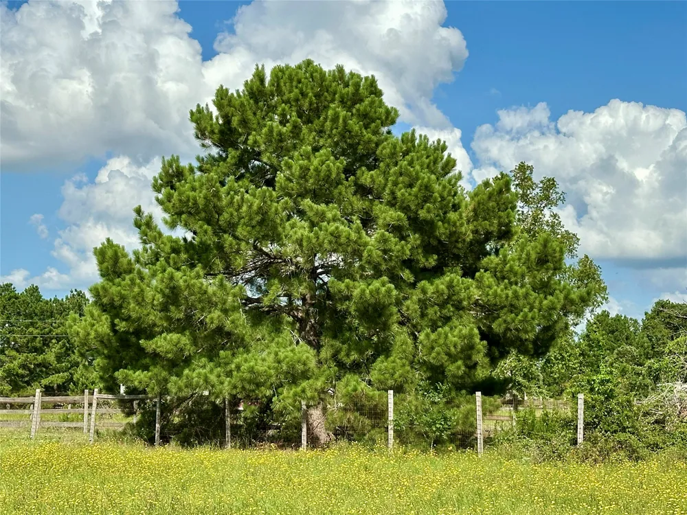 Homestead Circle Paige, TX 78659