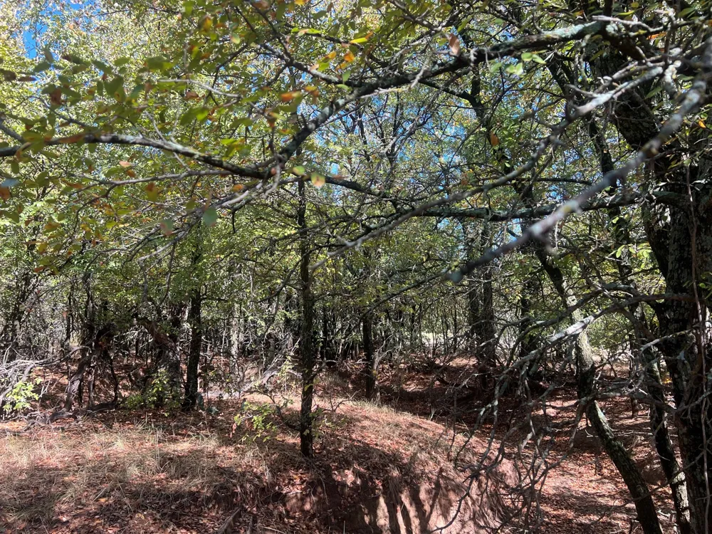 Uselton Road Loving, TX 76460