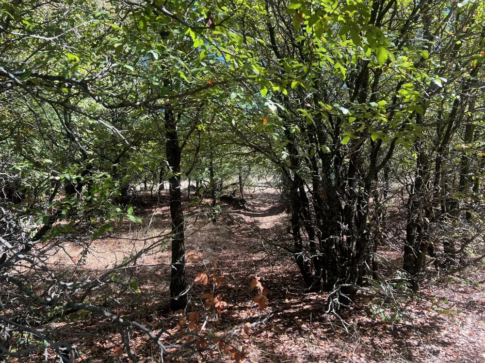 Uselton Road Loving, TX 76460