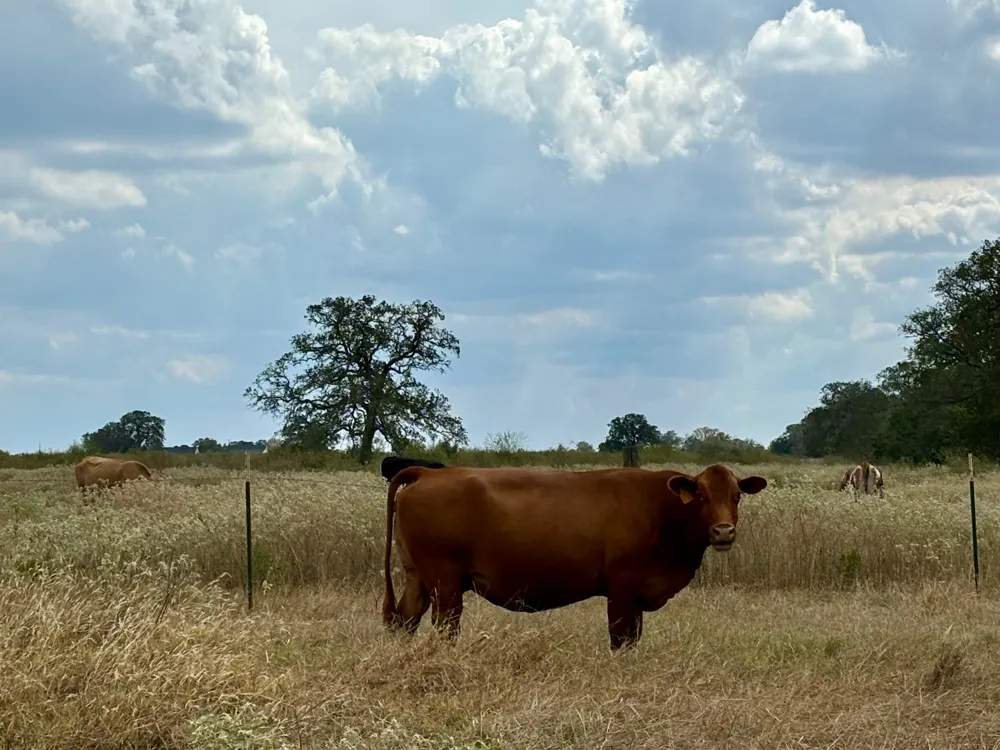 3 Big Sky Ranch Road Smithville, TX 78957
