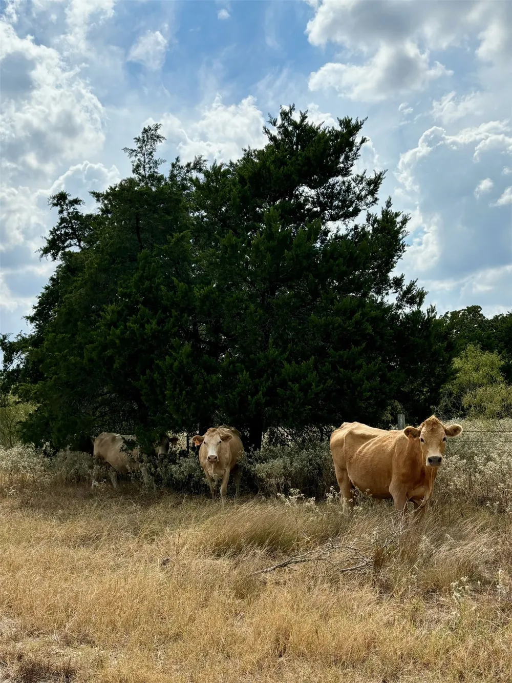 3 Big Sky Ranch Road Smithville, TX 78957
