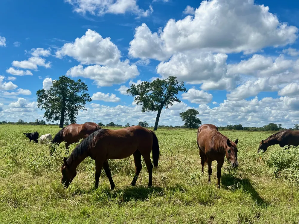 3 Big Sky Ranch Road Smithville, TX 78957
