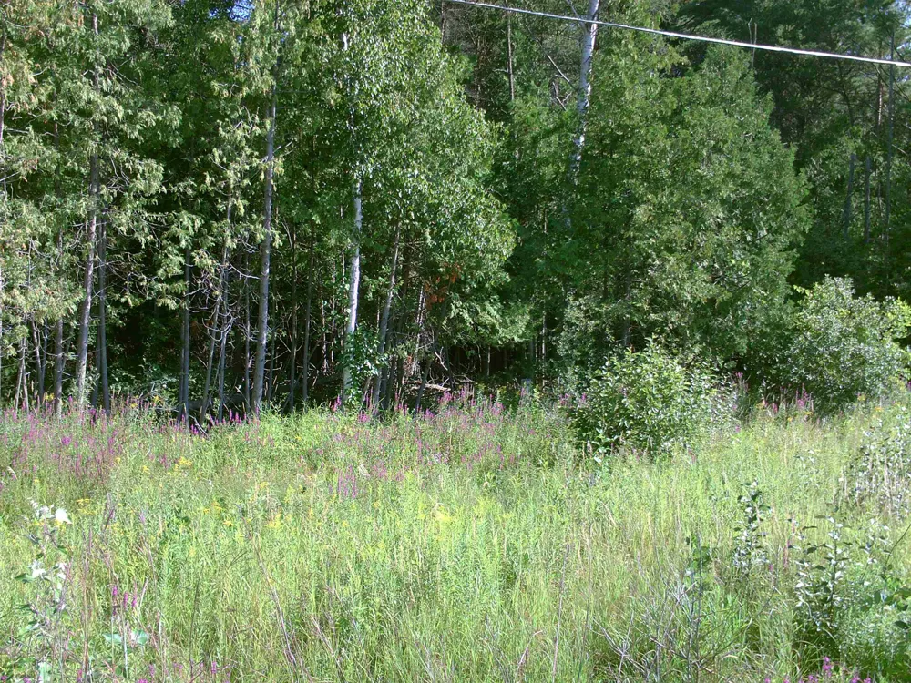 M-55 Tawas Township, MI 48763