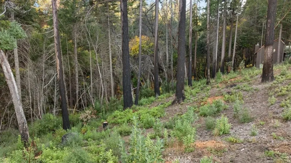 Path in the Woods Berry Creek, CA 95916